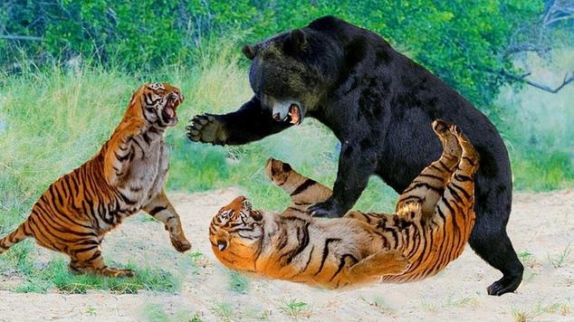 森林灰熊vs森林老虎